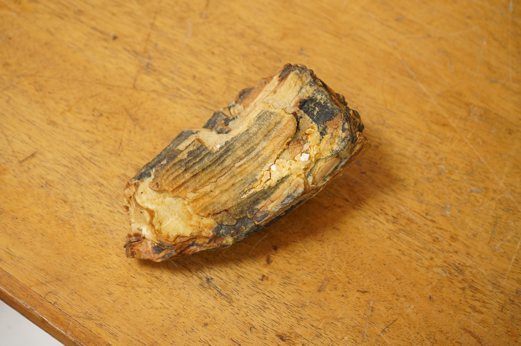 A selection of Natural History specimens to include a mammoth tooth, mammoth tusk fragments, mammoth toe bone, Megalodon tooth and a fish fossil in matrix, contained within an ebonised display cabinet